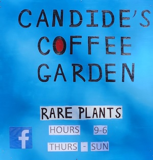 Candide's Coffee Garden at Olive Tree Growers