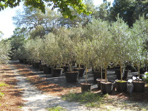 fruitless olive tree root system